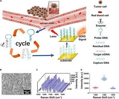 Integrating Cycled Enzymatic DNA Amplification and Surface-Enhanced Raman Scattering for Sensitive Detection of Circulating Tumor DNA